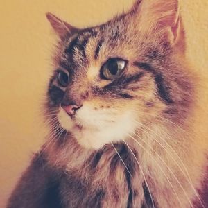 Meet your Posher, Carinna